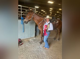 Mule, Gelding, 15 years, 15 hh, Sorrel