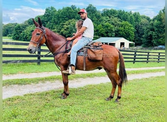 Mule, Gelding, 15 years, 15 hh, Sorrel