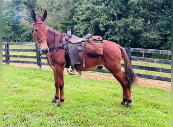 Mule, Gelding, 15 years, 15 hh, Sorrel