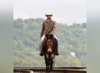 Mule, Gelding, 15 years, 15,1 hh, Black