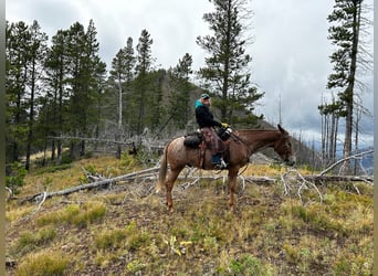 Mule, Gelding, 15 years, 15,2 hh, Sorrel