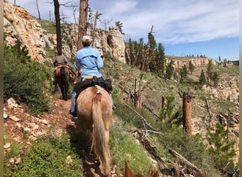 Mule, Gelding, 15 years, 15,2 hh, Sorrel