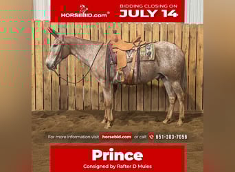 Mule, Gelding, 15 years, 15,2 hh, Sorrel