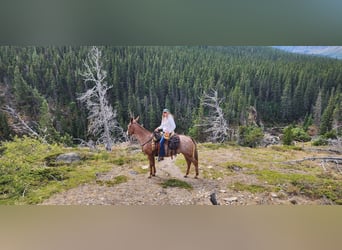 Mule, Gelding, 15 years, 15,2 hh, Sorrel