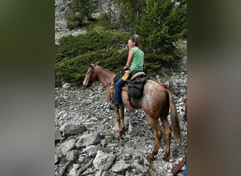 Mule, Gelding, 15 years, 15,2 hh, Sorrel