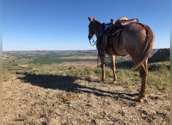 Mule, Gelding, 15 years, 15,2 hh, Sorrel