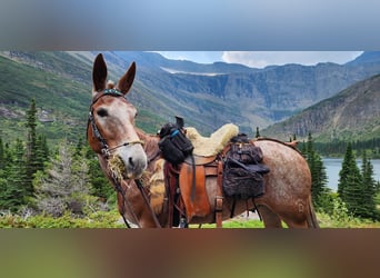 Mule, Gelding, 15 years, 15,2 hh, Sorrel