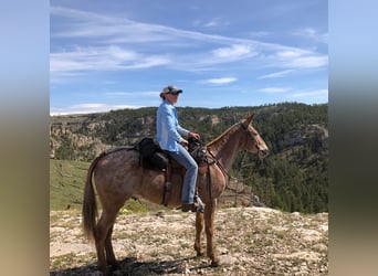 Mule, Gelding, 15 years, 15,2 hh, Sorrel