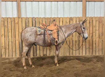 Mule, Gelding, 15 years, 15,2 hh, Sorrel