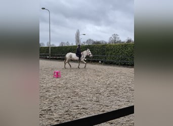 Mule, Gelding, 15 years, 17 hh, Gray