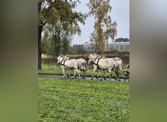 Mule, Gelding, 15 years, 17 hh, Gray