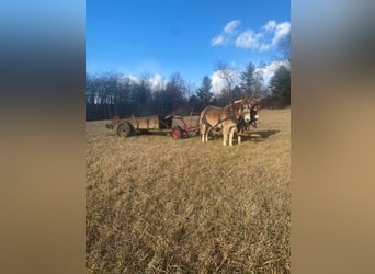 Mule, Gelding, 15 years, Sorrel