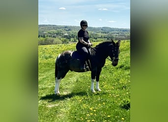 Mule, Gelding, 16 years, 13.2 hh, Pinto