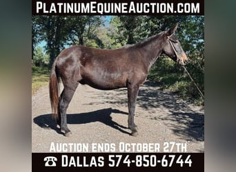 Mule, Gelding, 16 years, 13 hh, Black