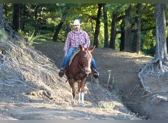 Mule, Gelding, 16 years, 14 hh, Sorrel