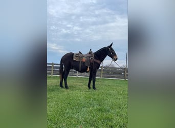 Mule, Gelding, 16 years, 14,3 hh, Black