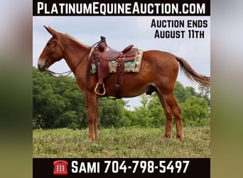 Mule, Gelding, 16 years, 15.1 hh, Sorrel