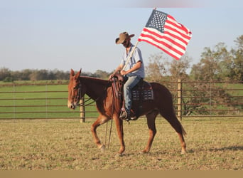 Mule, Gelding, 16 years, 15 hh, Chestnut