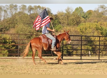 Mule, Gelding, 16 years, 15 hh, Chestnut