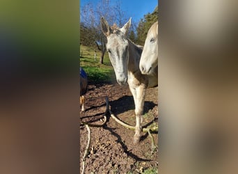 Mule, Gelding, 16 years, 16 hh, Gray