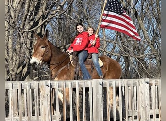 Mule, Gelding, 16 years, Bay