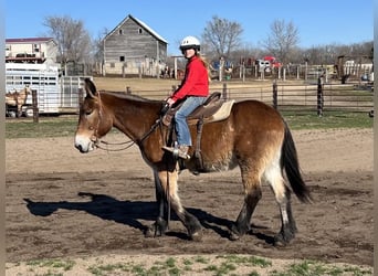 Mule, Gelding, 16 years, Bay