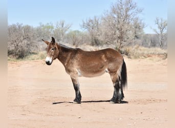 Mule, Gelding, 16 years, Bay