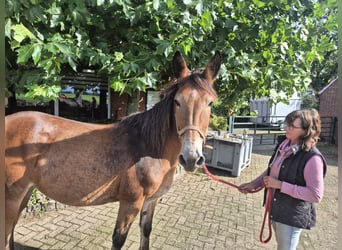 Mule, Gelding, 17 years, 14.2 hh, Brown