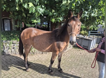 Mule, Gelding, 17 years, 14.2 hh, Brown