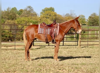 Mule, Gelding, 17 years, 15 hh, Chestnut