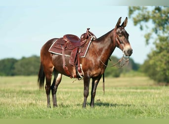 Mule, Gelding, 18 years, 14,1 hh, Bay