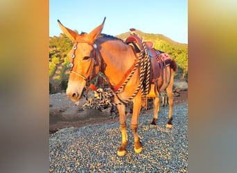 Mule, Gelding, 18 years, 15,2 hh, Buckskin