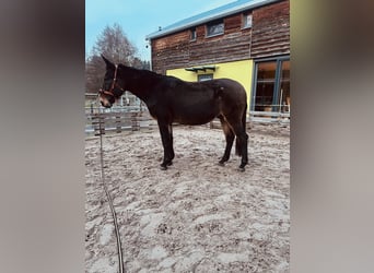 Mule, Gelding, 18 years, 16 hh, Brown