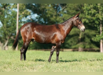 Mule, Gelding, 19 years, 14.1 hh, Bay