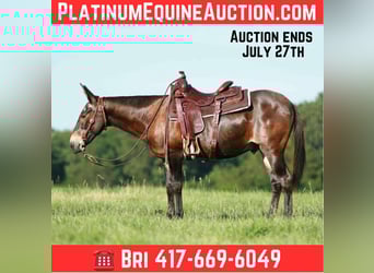 Mule, Gelding, 19 years, 14,1 hh, Bay