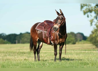 Mule, Gelding, 19 years, 14,1 hh, Bay