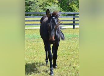 Mule, Gelding, 1 year, 13 hh, Bay