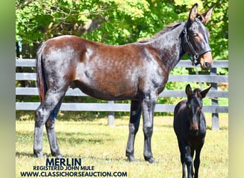 Mule, Gelding, 1 year, 13 hh, Bay