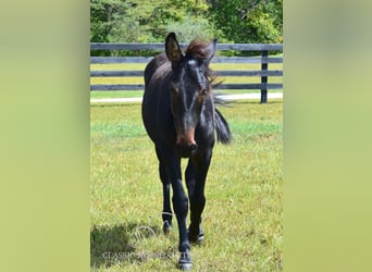 Mule, Gelding, 2 years, 13 hh, Bay