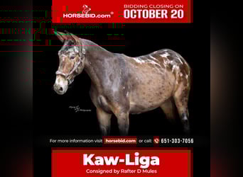 Mule, Gelding, 2 years, 15,2 hh, Black