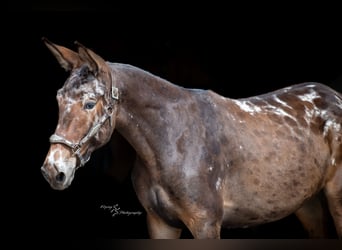 Mule, Gelding, 2 years, 15,2 hh, Black