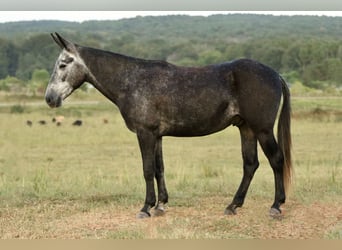 Mule, Gelding, 3 years, 14,2 hh, Grey