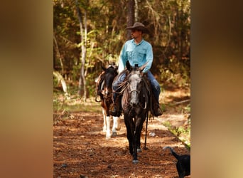 Mule, Gelding, 3 years, 14,2 hh, Grey