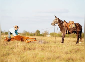 Mule, Gelding, 3 years, 14,2 hh, Grey