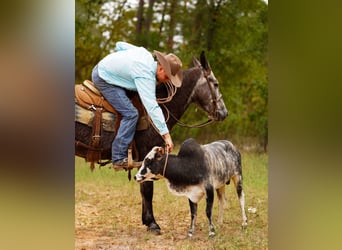 Mule, Gelding, 3 years, 14,2 hh, Grey