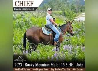 Mule Mix, Gelding, 3 years, 15.2 hh, Bay