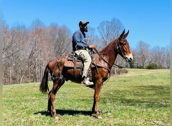 Mule, Gelding, 3 years, 15 hh, Sorrel