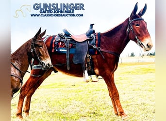 Mule, Gelding, 3 years, 15 hh, Sorrel