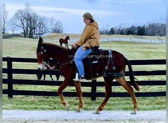 Mule, Gelding, 3 years, 15 hh, Sorrel