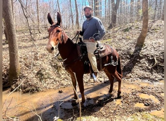 Mule, Gelding, 3 years, 15 hh, Sorrel